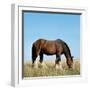 Shire Horse in Field Grazing-null-Framed Photographic Print
