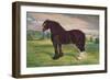 Shire Horse stallion Harold, c1905 (c1910)-Frank Babbage-Framed Giclee Print