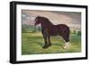 Shire Horse stallion Harold, c1905 (c1910)-Frank Babbage-Framed Giclee Print