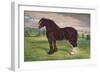 Shire Horse stallion Harold, c1905 (c1910)-Frank Babbage-Framed Giclee Print