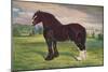 Shire Horse stallion Harold, c1905 (c1910)-Frank Babbage-Mounted Giclee Print