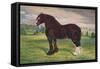 Shire Horse stallion Harold, c1905 (c1910)-Frank Babbage-Framed Stretched Canvas