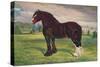 Shire Horse stallion Harold, c1905 (c1910)-Frank Babbage-Stretched Canvas