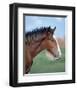 Shire horse-null-Framed Art Print