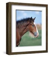 Shire horse-null-Framed Art Print