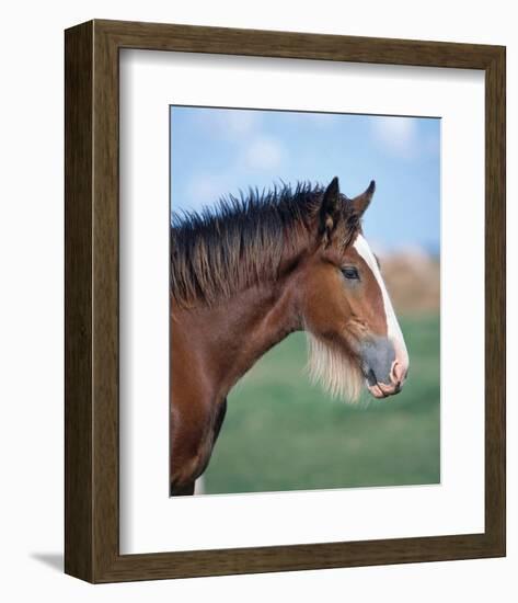 Shire horse-null-Framed Art Print