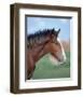 Shire horse-null-Framed Art Print