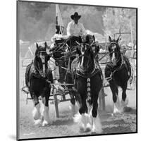 Shire Horses-Barry Hart-Mounted Art Print