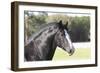 Shires 001-Bob Langrish-Framed Photographic Print