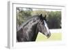 Shires 001-Bob Langrish-Framed Photographic Print