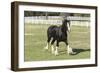 Shires 002-Bob Langrish-Framed Photographic Print