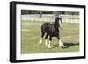 Shires 002-Bob Langrish-Framed Photographic Print