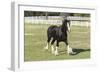 Shires 002-Bob Langrish-Framed Photographic Print