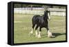 Shires 002-Bob Langrish-Framed Stretched Canvas