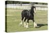 Shires 002-Bob Langrish-Stretched Canvas