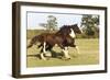 Shires 005-Bob Langrish-Framed Photographic Print