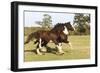 Shires 005-Bob Langrish-Framed Photographic Print