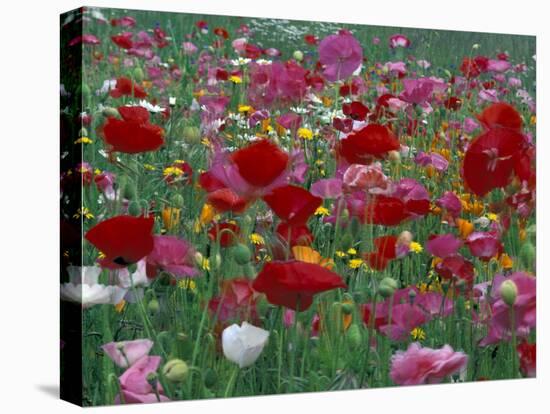 Shirley Mixed and California Poppy Field in Sequim, Washington, USA-Jamie & Judy Wild-Stretched Canvas