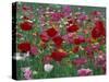 Shirley Mixed and California Poppy Field in Sequim, Washington, USA-Jamie & Judy Wild-Stretched Canvas