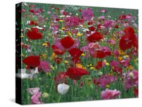 Shirley Mixed and California Poppy Field in Sequim, Washington, USA-Jamie & Judy Wild-Stretched Canvas