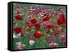 Shirley Mixed and California Poppy Field in Sequim, Washington, USA-Jamie & Judy Wild-Framed Stretched Canvas