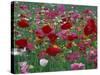 Shirley Mixed and California Poppy Field in Sequim, Washington, USA-Jamie & Judy Wild-Stretched Canvas