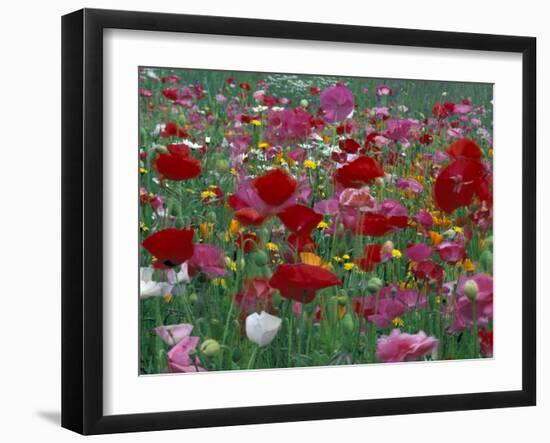 Shirley Mixed and California Poppy Field in Sequim, Washington, USA-Jamie & Judy Wild-Framed Premium Photographic Print