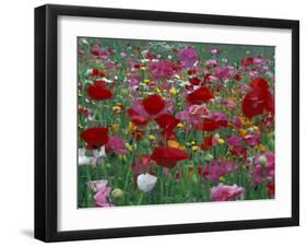 Shirley Mixed and California Poppy Field in Sequim, Washington, USA-Jamie & Judy Wild-Framed Premium Photographic Print