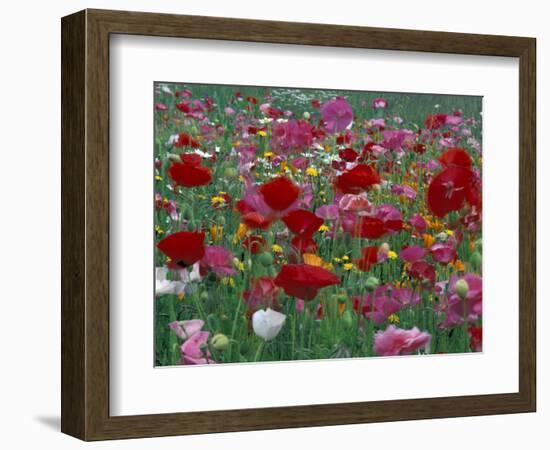 Shirley Mixed and California Poppy Field in Sequim, Washington, USA-Jamie & Judy Wild-Framed Photographic Print