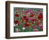 Shirley Mixed and California Poppy Field in Sequim, Washington, USA-Jamie & Judy Wild-Framed Photographic Print