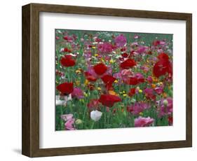 Shirley Mixed and California Poppy Field in Sequim, Washington, USA-Jamie & Judy Wild-Framed Photographic Print