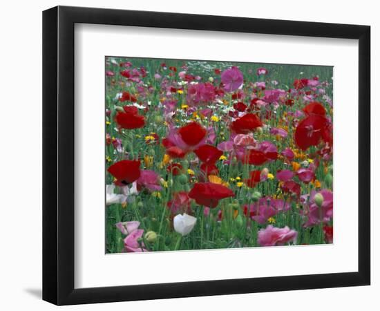 Shirley Mixed and California Poppy Field in Sequim, Washington, USA-Jamie & Judy Wild-Framed Photographic Print