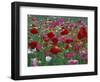 Shirley Mixed and California Poppy Field in Sequim, Washington, USA-Jamie & Judy Wild-Framed Photographic Print