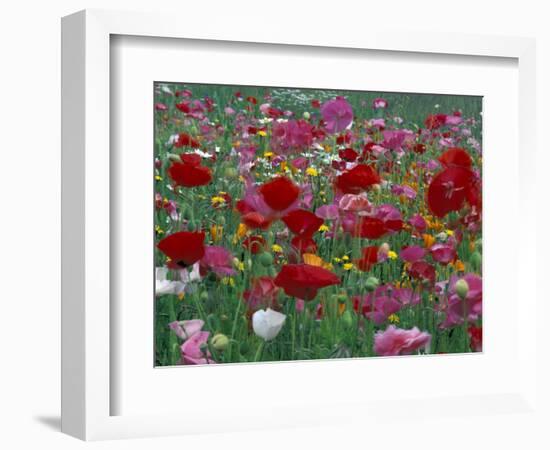 Shirley Mixed and California Poppy Field in Sequim, Washington, USA-Jamie & Judy Wild-Framed Photographic Print