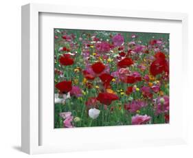 Shirley Mixed and California Poppy Field in Sequim, Washington, USA-Jamie & Judy Wild-Framed Photographic Print