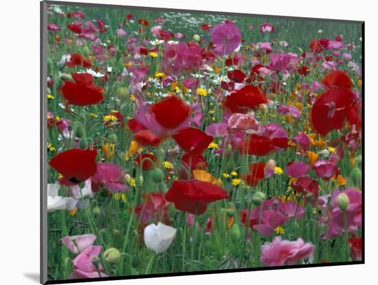 Shirley Mixed and California Poppy Field in Sequim, Washington, USA-Jamie & Judy Wild-Mounted Photographic Print