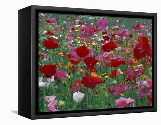 Shirley Mixed and California Poppy Field in Sequim, Washington, USA-Jamie & Judy Wild-Framed Stretched Canvas