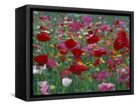 Shirley Mixed and California Poppy Field in Sequim, Washington, USA-Jamie & Judy Wild-Framed Stretched Canvas