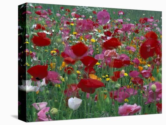 Shirley Mixed and California Poppy Field in Sequim, Washington, USA-Jamie & Judy Wild-Stretched Canvas