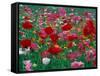 Shirley Mixed and California Poppy Field, Washington, USA-Jamie & Judy Wild-Framed Stretched Canvas