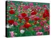 Shirley Mixed and California Poppy Field, Washington, USA-Jamie & Judy Wild-Stretched Canvas