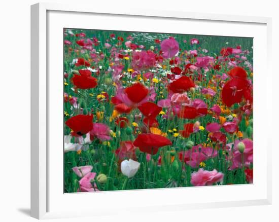 Shirley Mixed and California Poppy Field, Washington, USA-Jamie & Judy Wild-Framed Photographic Print