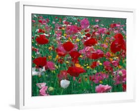 Shirley Mixed and California Poppy Field, Washington, USA-Jamie & Judy Wild-Framed Photographic Print