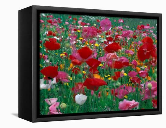 Shirley Mixed and California Poppy Field, Washington, USA-Jamie & Judy Wild-Framed Stretched Canvas