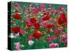 Shirley Mixed and California Poppy Field, Washington, USA-Jamie & Judy Wild-Stretched Canvas