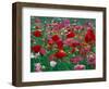 Shirley Mixed and California Poppy Field, Washington, USA-Jamie & Judy Wild-Framed Photographic Print