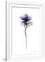 Gramercy White