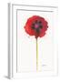Chelsea White