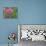 Shirley Poppies-Steve Satushek-Art Print displayed on a wall