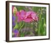 Shirley Poppies-Steve Satushek-Framed Art Print